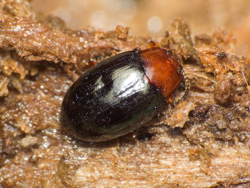 Scaphidema metallicum bicolor (Fabricius, 1798)